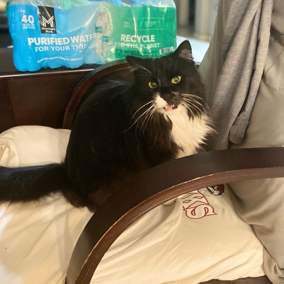 🐰🐈‍⬛🥬🪴Pets eatting + playing 
June 2022 from Arizona Update 2025🥳💝 - Picture 8 of 13